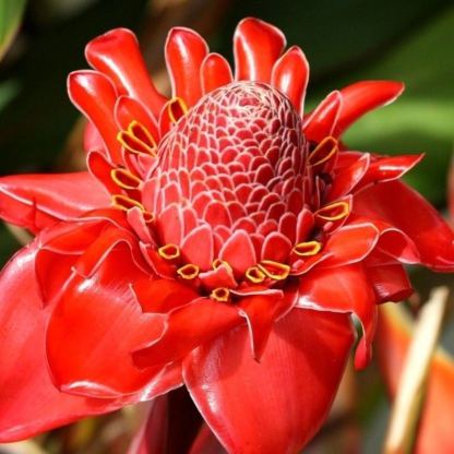 Porcelán rózsa magok - Etlingera elatior - Fáklyagyömbér-Clara Rosan