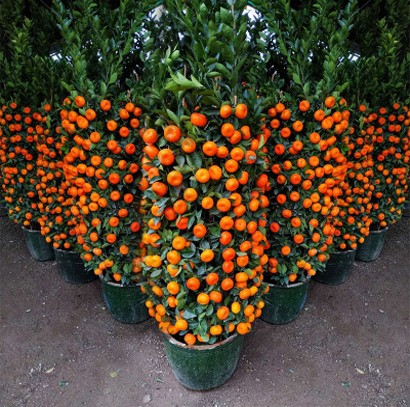 🍊Piros Mandarinhéj Magvak - Édes, Lédús, Bőséges Betakarítás-Clara Rosan