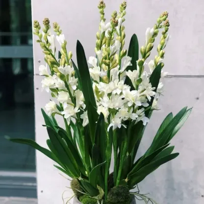 🔥【Korlátozott idejű akció】Tuberose🌸 izzók! Élvezze a 💥50% kedvezményt, jöjjön el és szerezze meg!-Clara Rosan