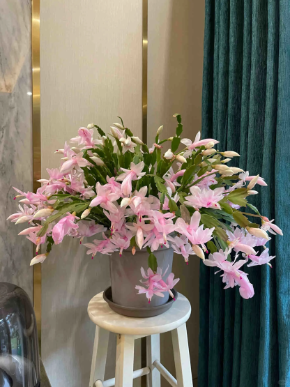 Rákkarom Orchidea - A hab a tortán-Clara Rosan