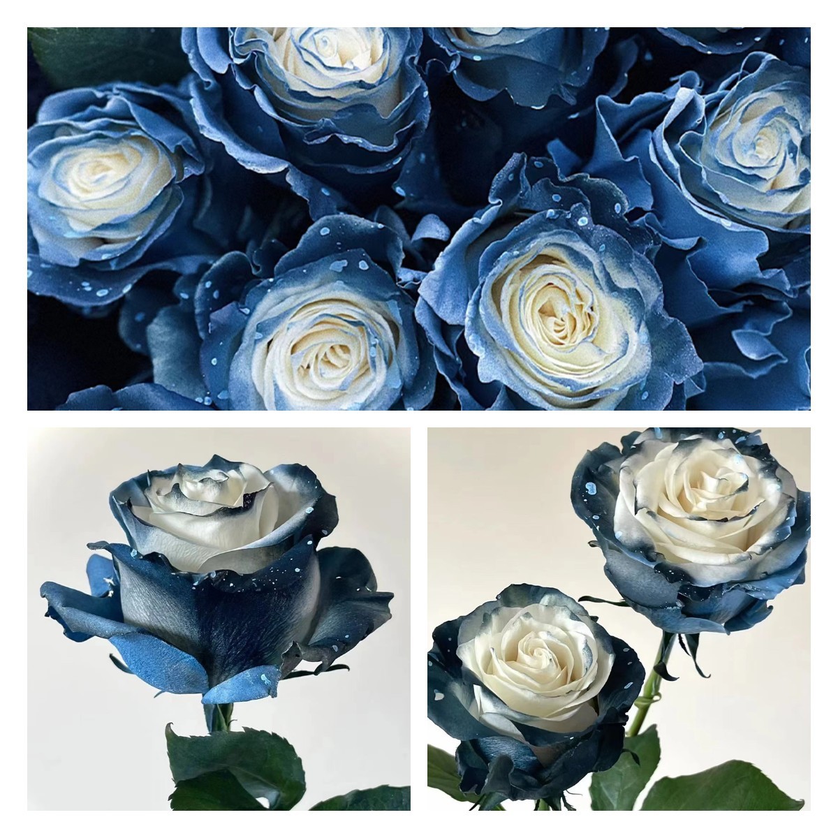 🌹Ecuadori rózsák - Ritka rózsák-Clara Rosan