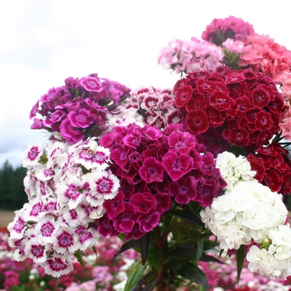 Dianthus magok 🌈 Több mint 10 szín keverése-Clara Rosan