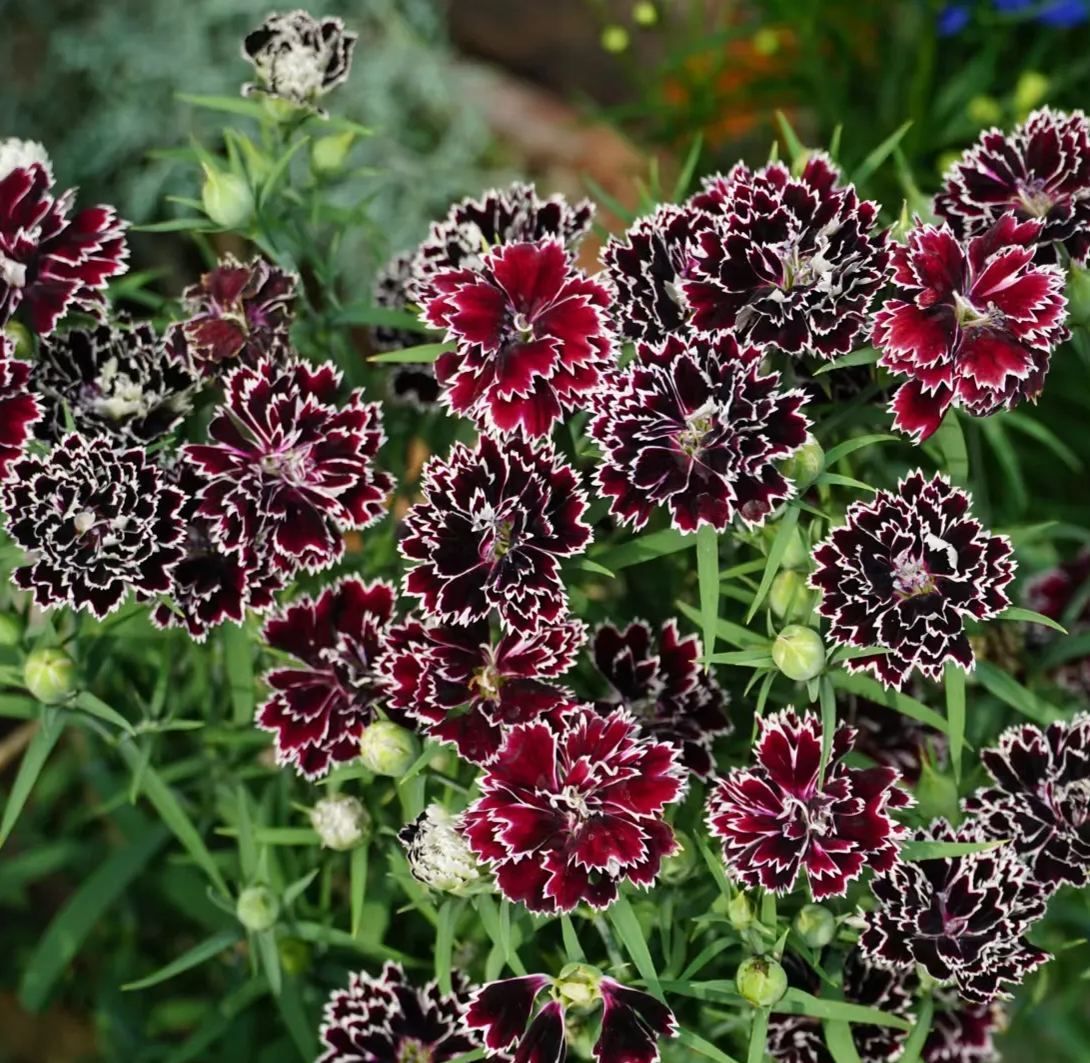 Dianthus magok 🌈 Több mint 10 szín keverése-Clara Rosan