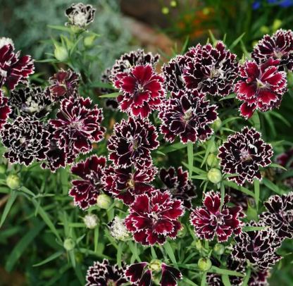 Dianthus magok 🌈 Több mint 10 szín keverése-Clara Rosan