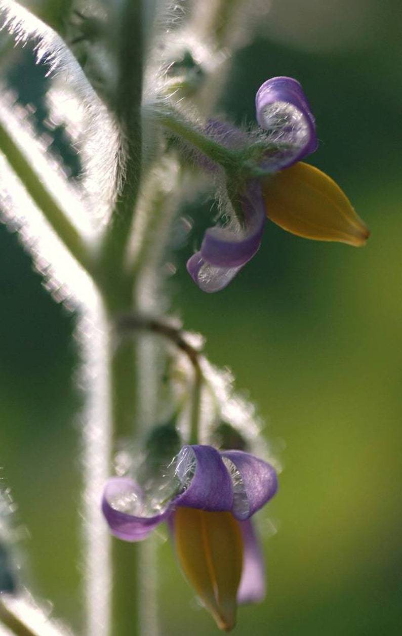 Nipple Fruit Seeds ~ Cow's Udder ~ Titty Fruit ~ Apple of Sodom (Solanum mammosum) ~ Nipplefruit Bizarre Fruit in the Solanum Family-Clara Rosan