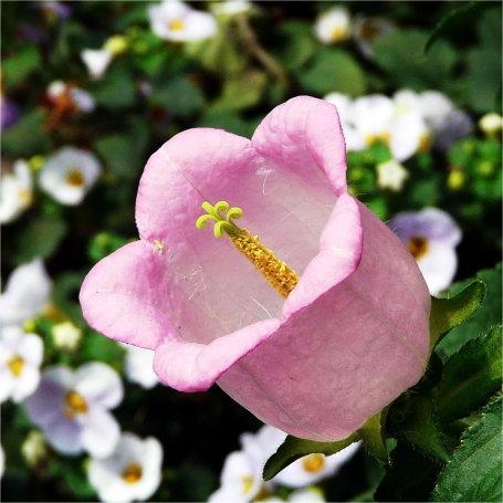 Harangvirág magok-Clara Rosan