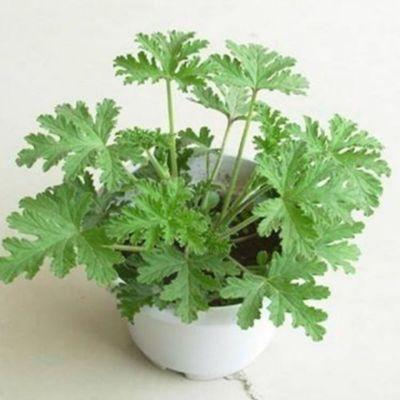 VENUS FLYTRAP MAGOK, NÖVÉNY MAGOK, ROVARFOGYASZTÓ NÖVÉNY, 100 MAG-Clara Rosan