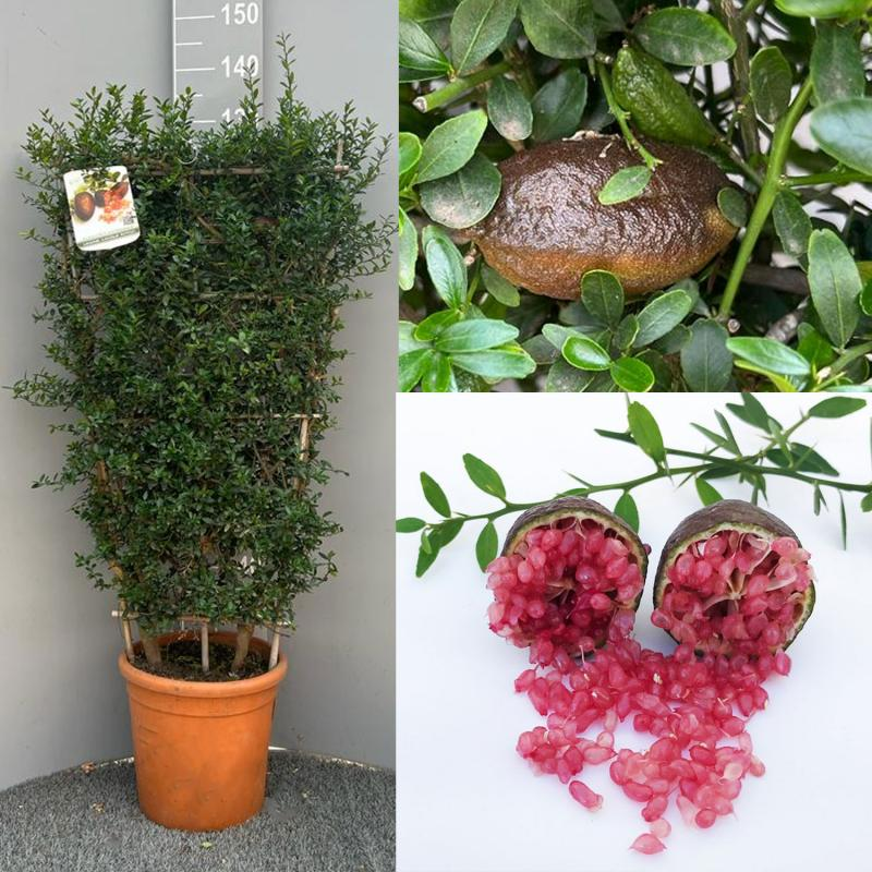 Ujjlime magok - Citrus Australasica-Clara Rosan