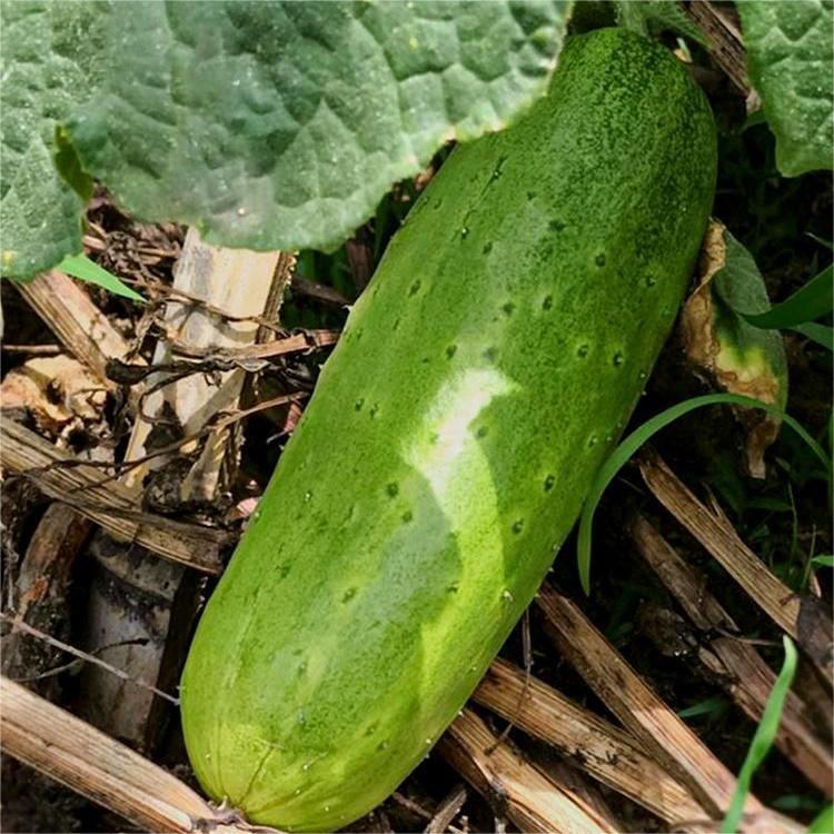🥒Crawling Fruit Uborka Magok-Clara Rosan