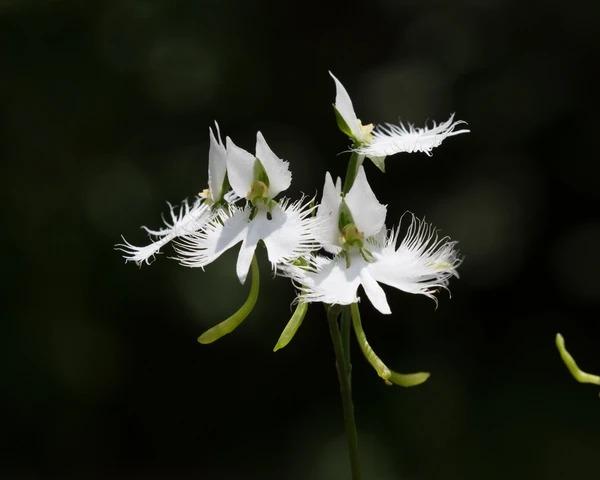 Habenaria radiata magok-Clara Rosan