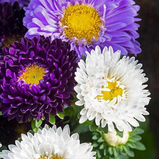 A blues mix-Clara Rosan