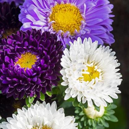 A blues mix-Clara Rosan