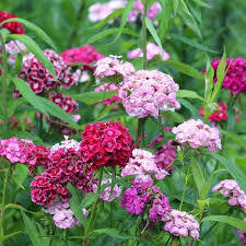 Sweet William Seeds - Tavaszi Hírnök Mix-Clara Rosan