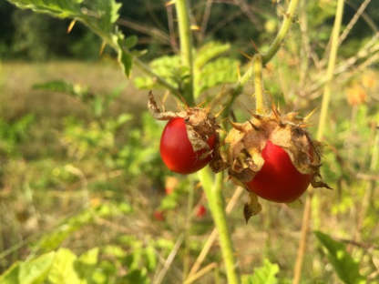 Litchi Tomato AKA Morelle de Balbis magok (Tanúsított biogazdálkodás)-Clara Rosan