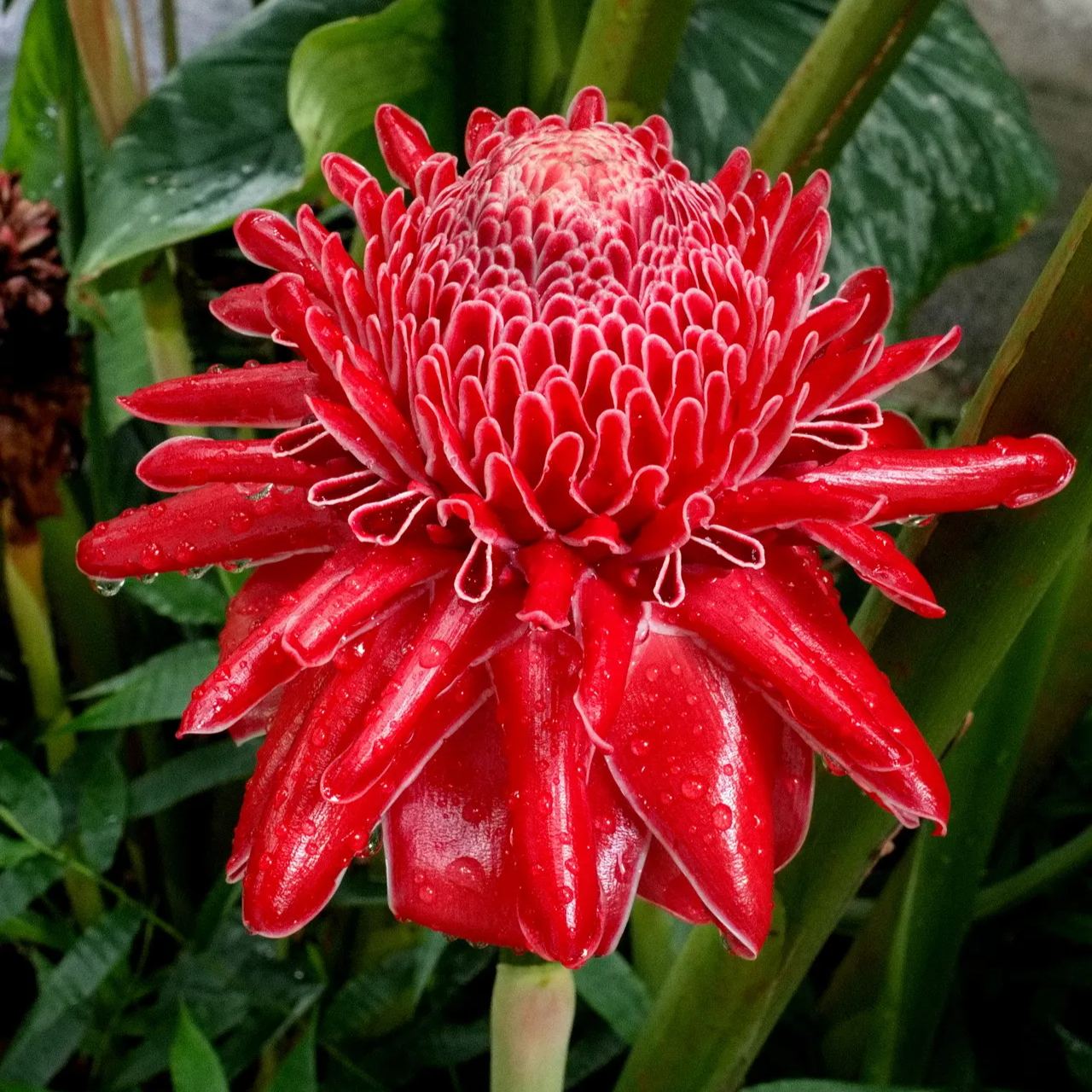 Porcelán rózsa magok - Etlingera elatior - Fáklyagyömbér-Clara Rosan