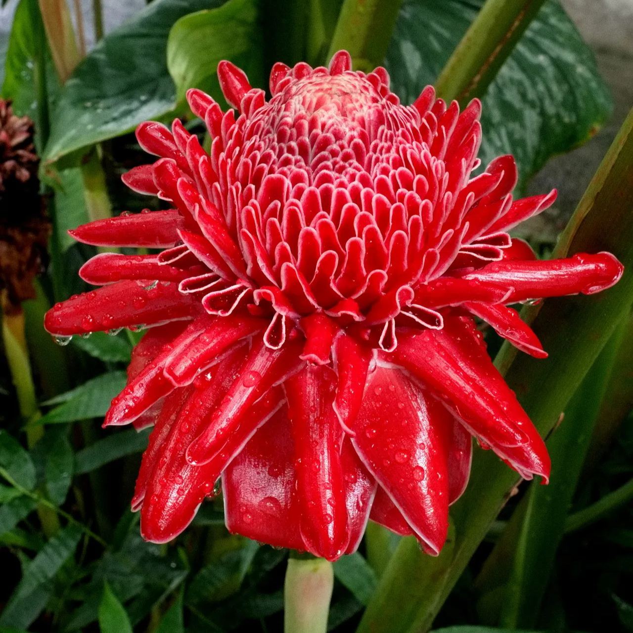 Porcelán rózsa magok - Etlingera elatior - Fáklyagyömbér-Clara Rosan