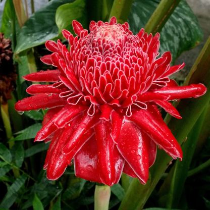 Porcelán rózsa magok - Etlingera elatior - Fáklyagyömbér-Clara Rosan