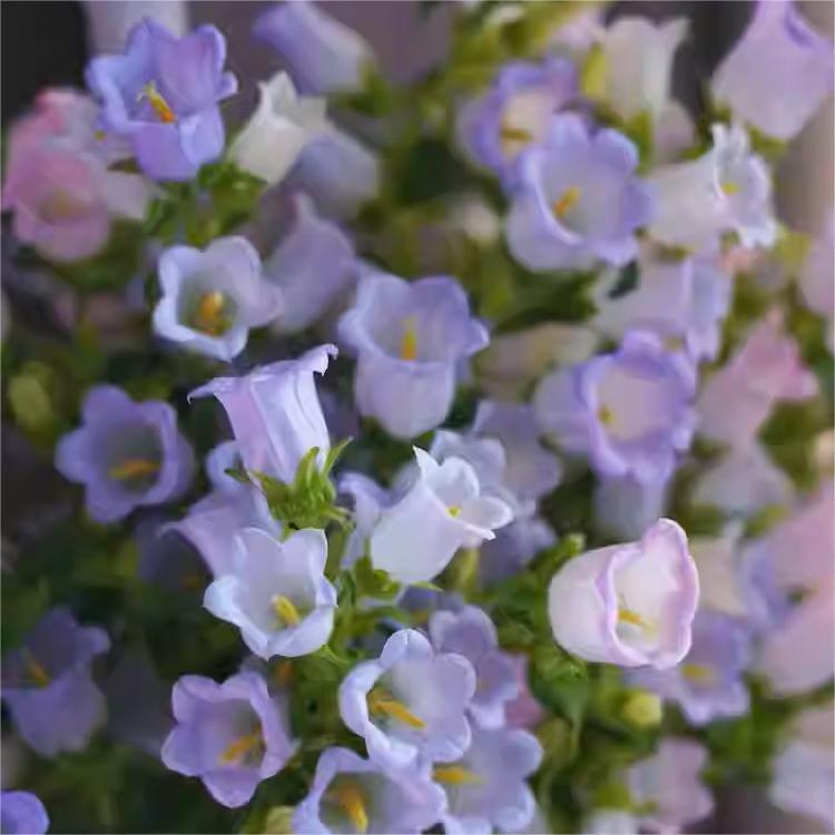 Harangvirág magok-Clara Rosan