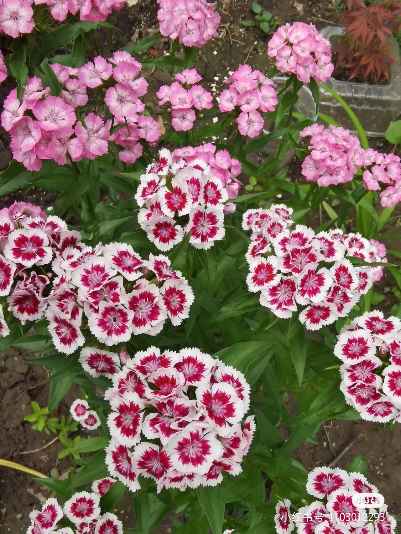 Dianthus magok 🌈 Több mint 10 szín keverése-Clara Rosan