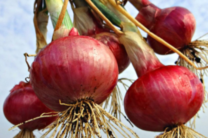 Lila gyümölcshagyma zöldségmagok-Clara Rosan