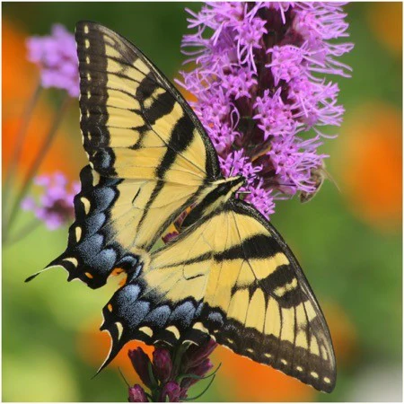 Szarvasálló magkeverék - Több mint 20 fajta keverék-Clara Rosan