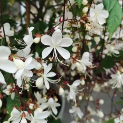 💐Te vagy az életem - Könnyező jázminvirág magok-Clara Rosan