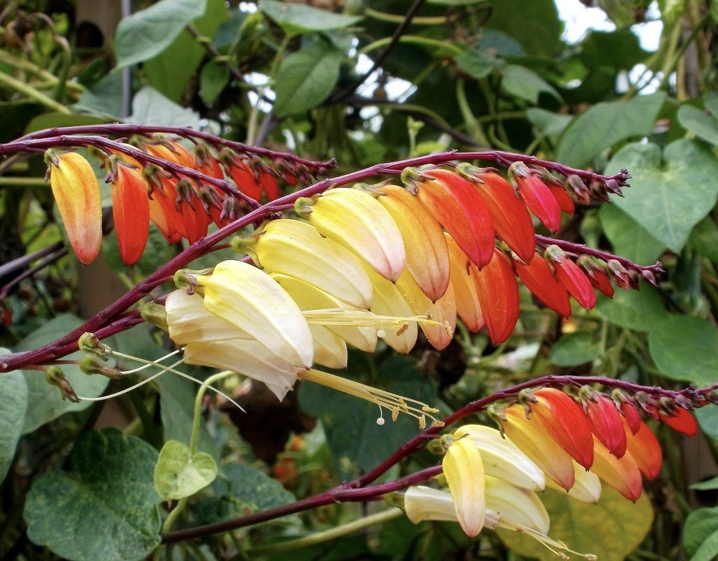 Firecracker szőlő Ipomoea lobata magok-Clara Rosan