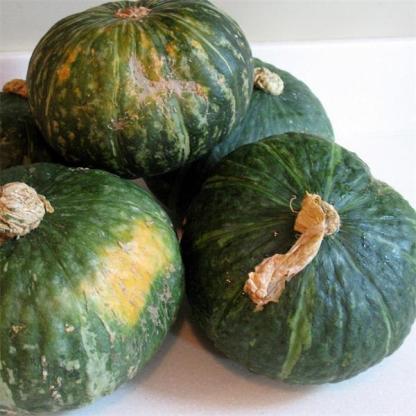 Squash Mini Green Kabocha F1-Clara Rosan