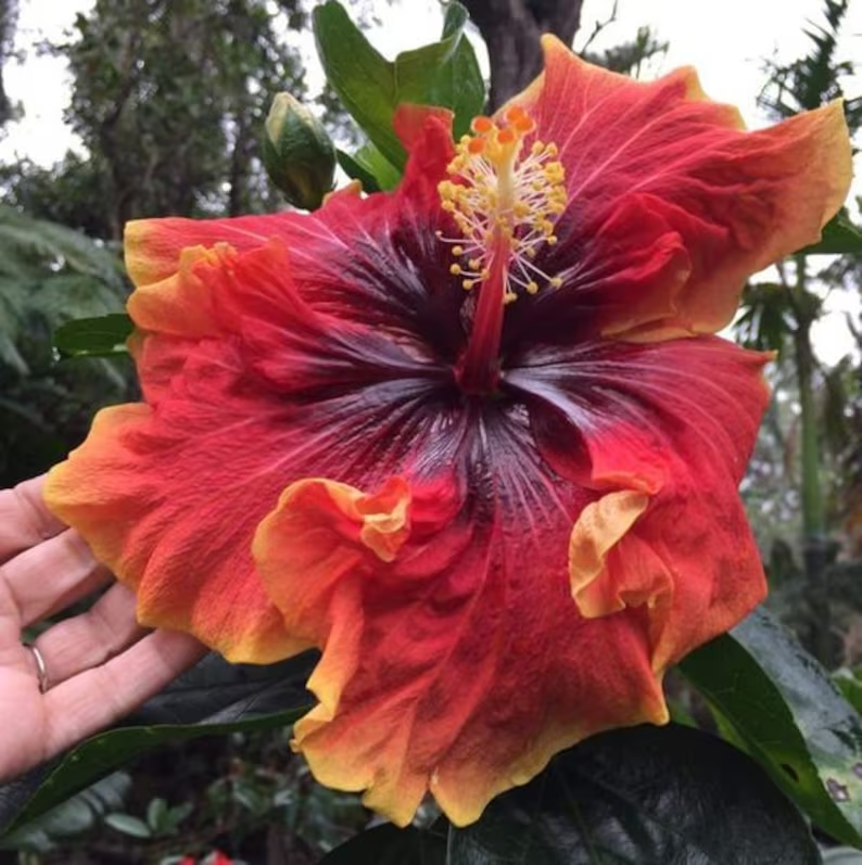 Gyönyörű kozmikus táncos hibiszkusz-Clara Rosan