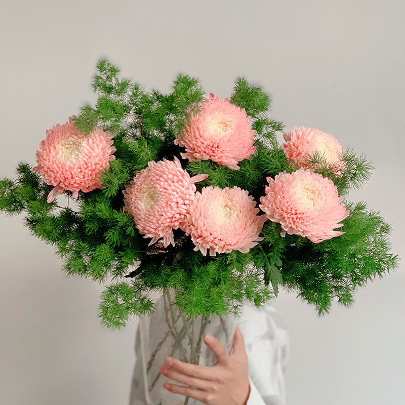 Ritka Kék-Fehér Porcelán Rózsaszín Pünkösdi Rózsa Kriszantém Magvak-Clara Rosan