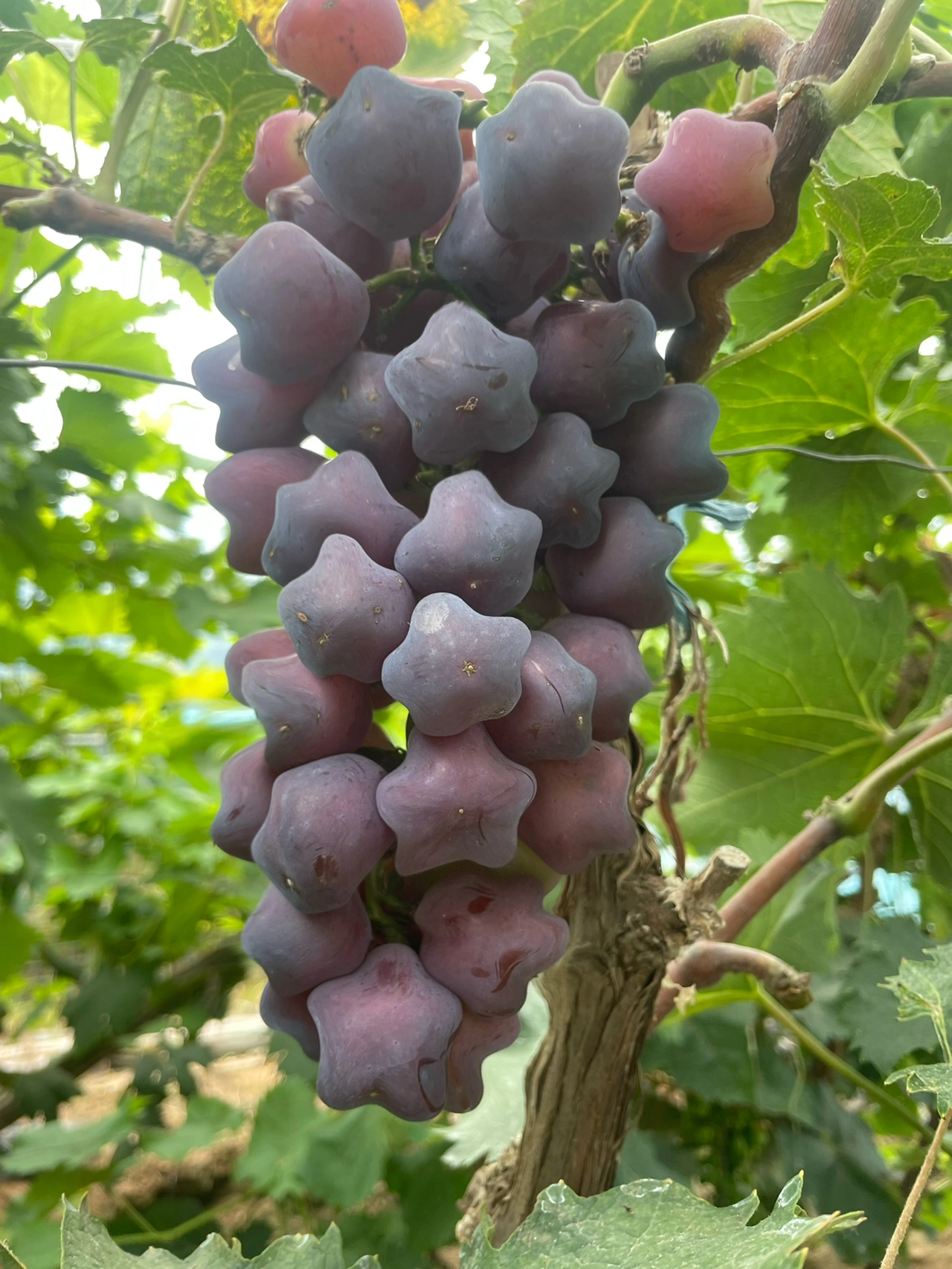 🎆Forró Eladás🥂Ritka és Gyönyörű Fajta🌟Csillag Szőlőmagok🍇-Clara Rosan