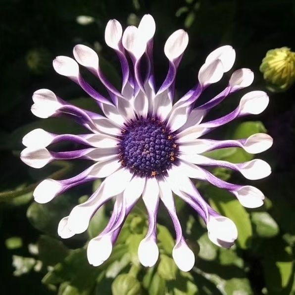 Kék Szemű Krizantém - Fehér Pünkösdi Rózsa ⏳Hosszan tartó Virágok-Clara Rosan