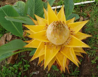 Arany Piros Lótuszmagok: Öleld át a Nyugalmat Minden Virágzással 🌸-Clara Rosan