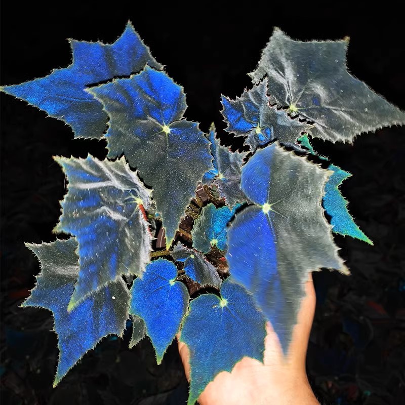 Fekete hattyú begónia-Clara Rosan