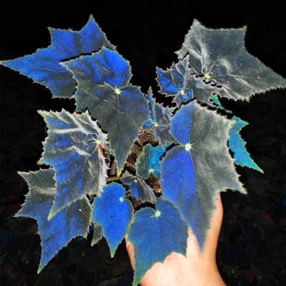 Fekete hattyú begónia-Clara Rosan