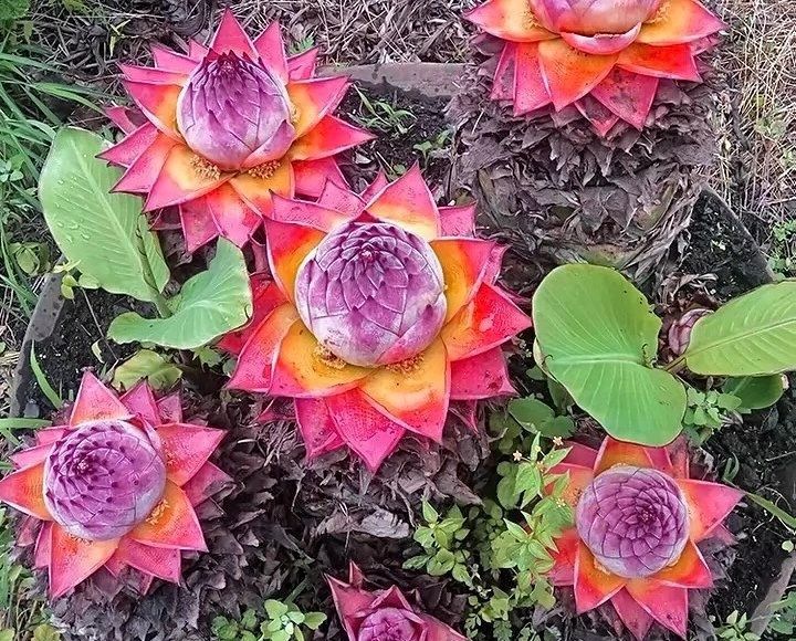 Arany Piros Lótuszmagok: Öleld át a Nyugalmat Minden Virágzással 🌸-Clara Rosan