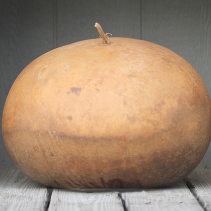 Kosártök Lagenaria Siceraria magok-Clara Rosan