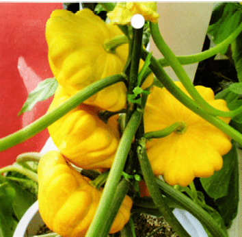 Ritka és egzotikus tökmag-Clara Rosan