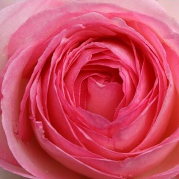 Pink Lady Rose futómagok-Clara Rosan