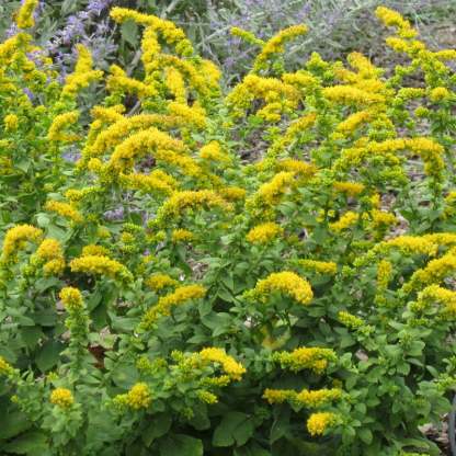 ŐSZI VARÁZSLATOS BEPORZÓ KOLLEKCIÓ-Clara Rosan