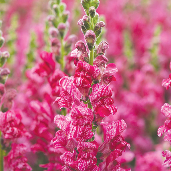 Antirrhinum Purple Twist F1 magok-Clara Rosan