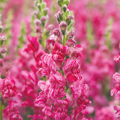 Antirrhinum Purple Twist F1 magok-Clara Rosan