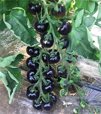 Fekete Paradicsom - Fekete Szépségkirálynő🍅-Clara Rosan