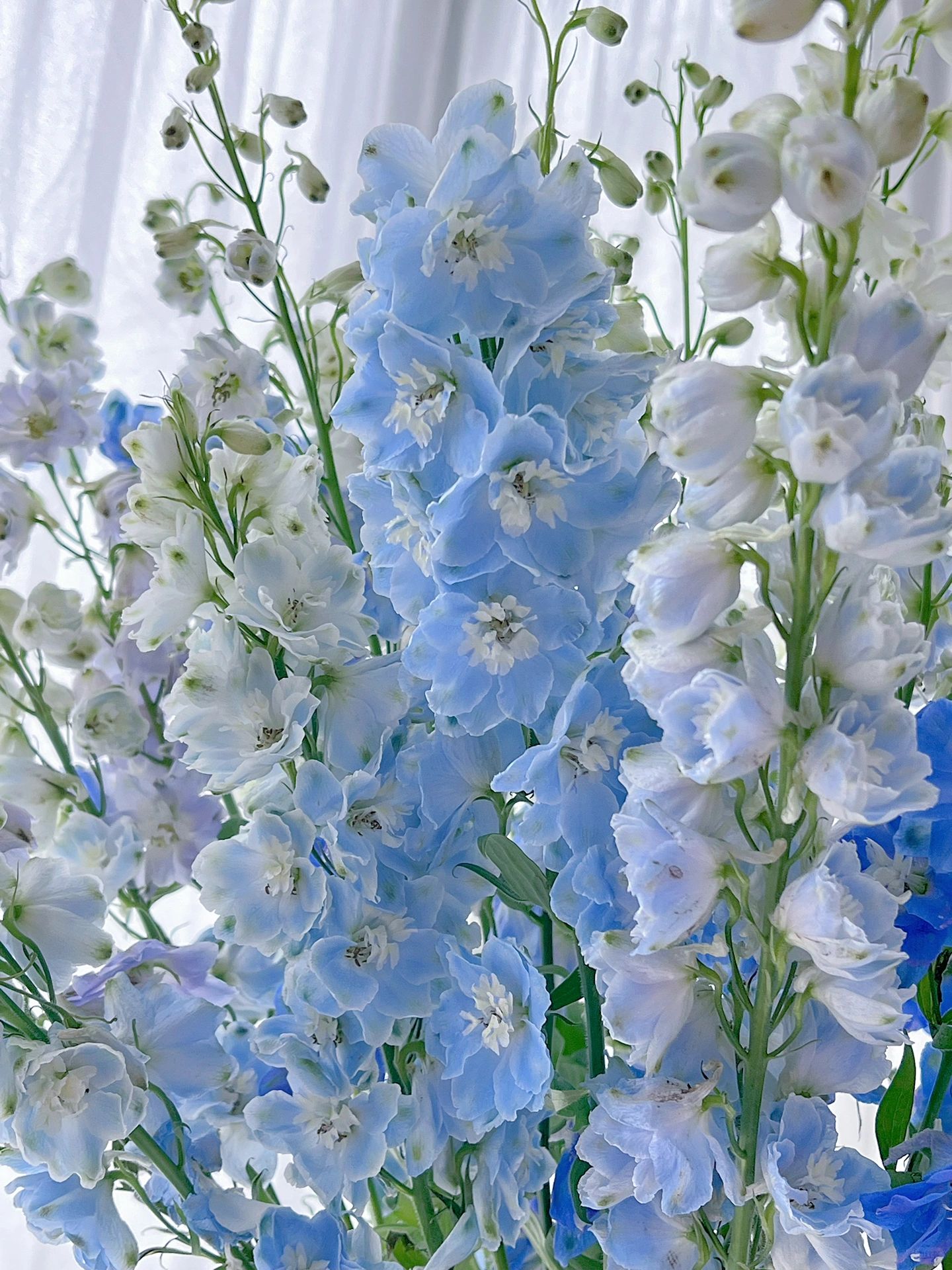 Delphinium magok - vegyes 7 szín-Clara Rosan