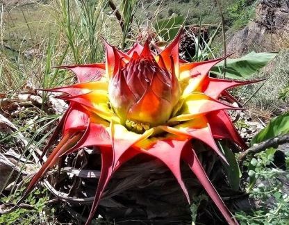 Arany Piros Lótuszmagok: Öleld át a Nyugalmat Minden Virágzással 🌸-Clara Rosan