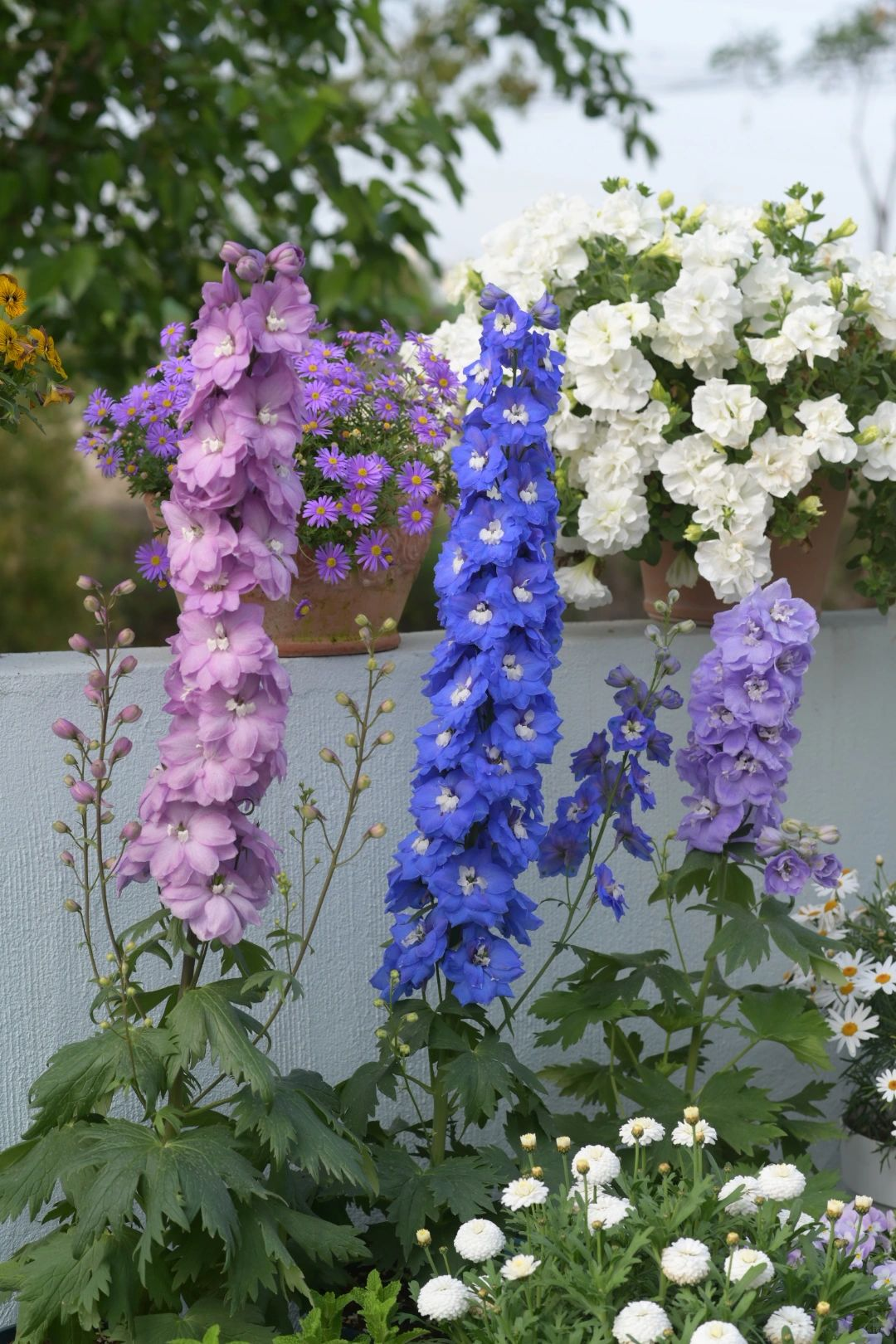 Delphinium magok - vegyes 7 szín-Clara Rosan