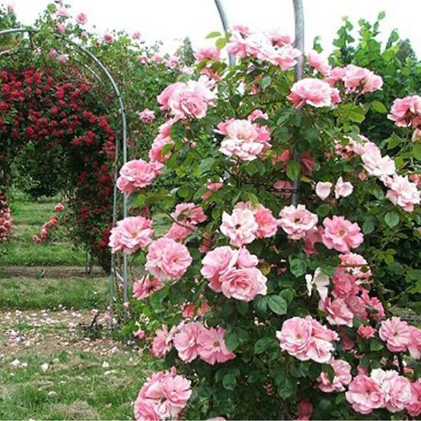 Pink Lady Rose futómagok-Clara Rosan