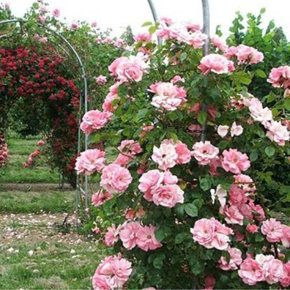 Pink Lady Rose futómagok-Clara Rosan