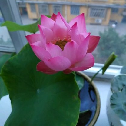 A szent bonsai lótuszvirág-Clara Rosan