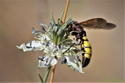 ```
Szerelem a ködben: A Nigella Arvensis rejtélyes szépségének felfedezése
```-Clara Rosan